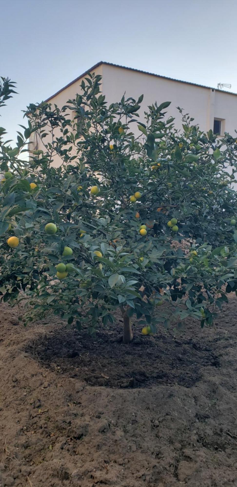 Pomegranates & Olives Guesthouse Durrës 외부 사진